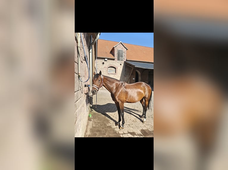 German Sport Horse Mare 11 years 16 hh Brown in Blankenheim OT Klosterrode