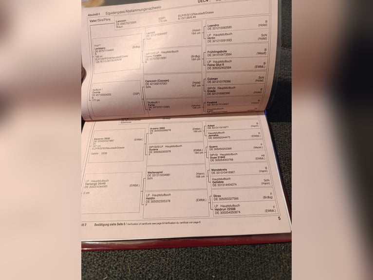 German Sport Horse Mare 11 years 16 hh Brown in Kirchberg German Sport Horse Mare 11 years 16 hh Brown in Kirchberg