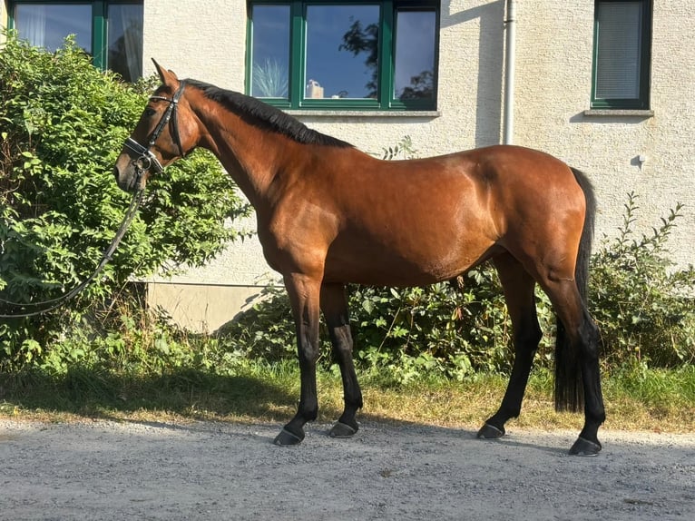 German Sport Horse Mare 11 years 16 hh Brown in Kirchberg German Sport Horse Mare 11 years 16 hh Brown in Kirchberg