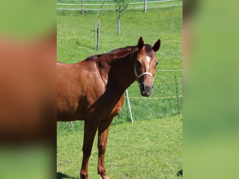 German Sport Horse Mare 11 years 16 hh Chestnut-Red in Fraunberg
