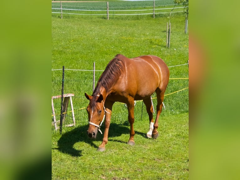 German Sport Horse Mare 11 years 16 hh Chestnut-Red in Fraunberg