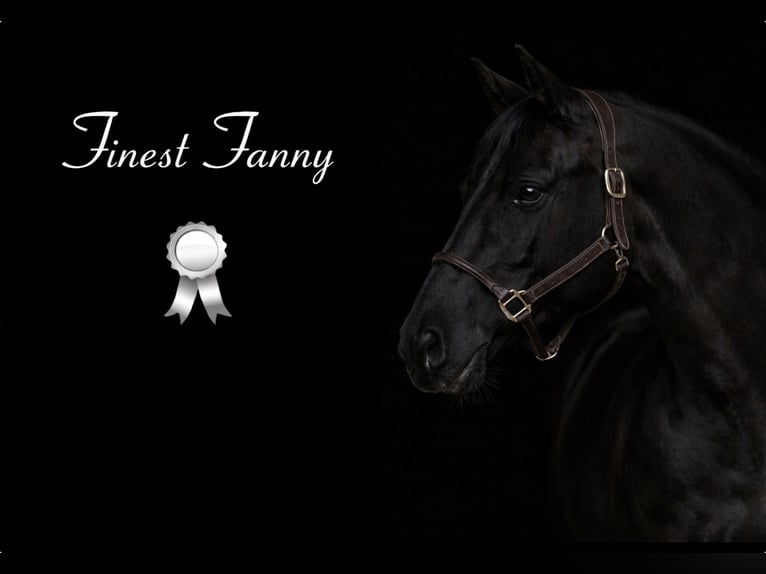 German Sport Horse Mare 11 years 16 hh  in Fraunberg