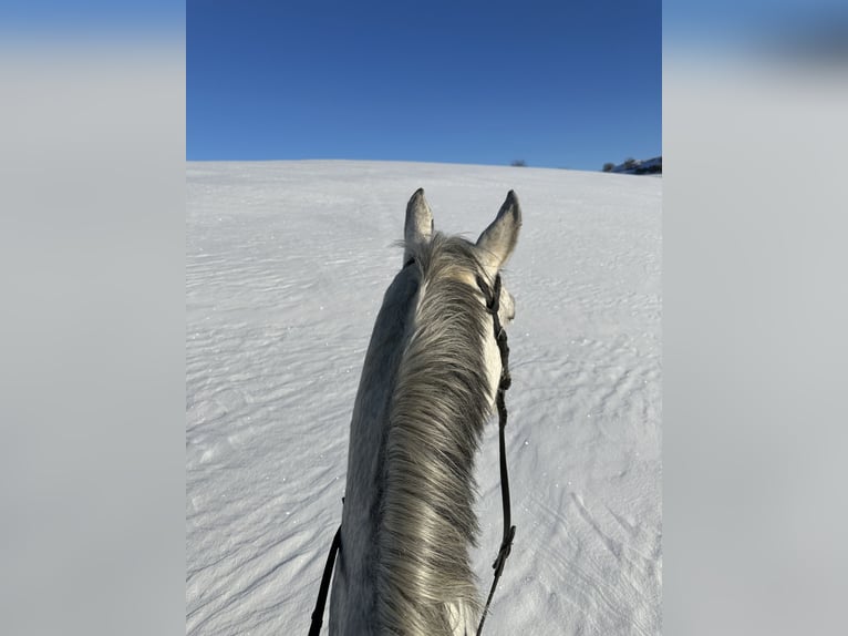 German Sport Horse Mare 11 years 16 hh Grey-Dapple in Harzgerode