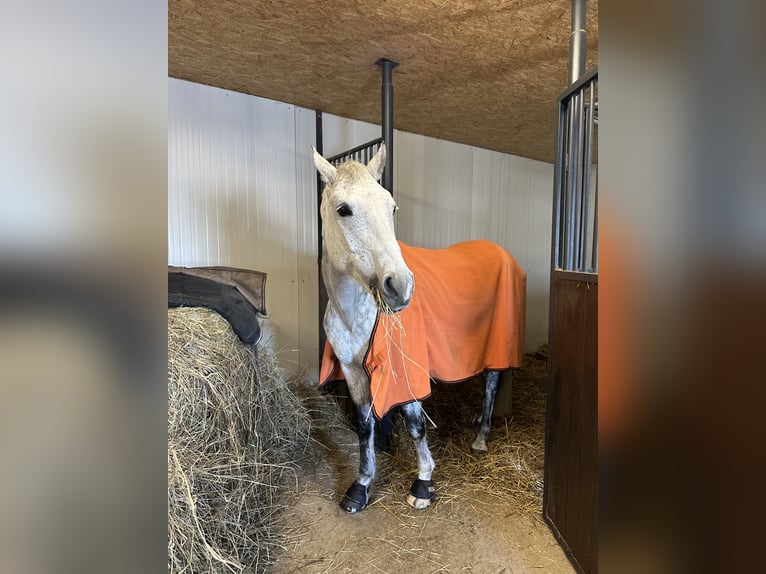 German Sport Horse Mare 11 years 16 hh Grey-Dapple in Harzgerode