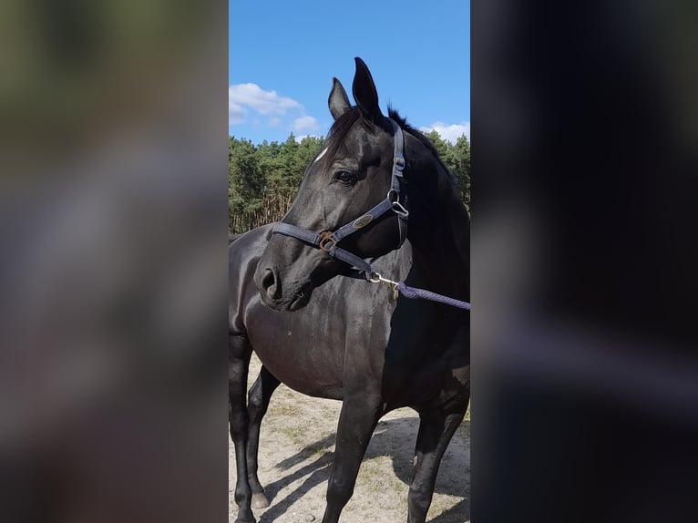 German Sport Horse Mare 11 years 16,1 hh Black in Herzberg