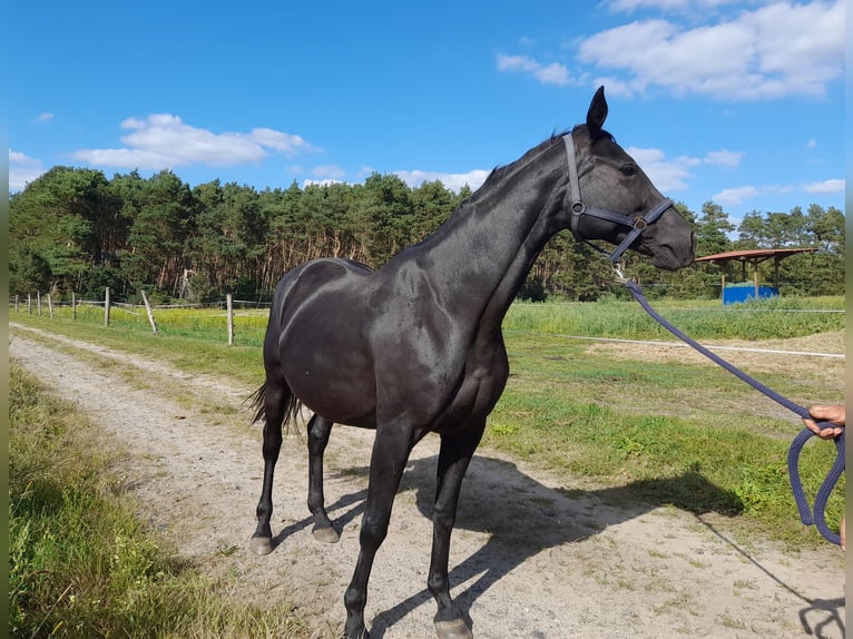 German Sport Horse Mare 11 years 16,1 hh Black in Herzberg