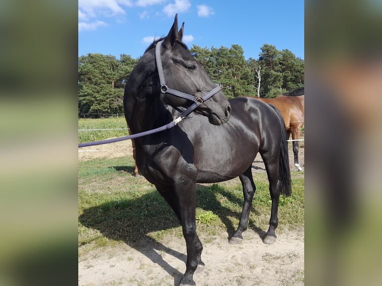 German Sport Horse Mare 11 years 16,1 hh Black in Herzberg