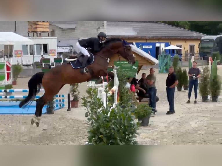 German Sport Horse Mare 11 years 16,1 hh Brown in Gadow
