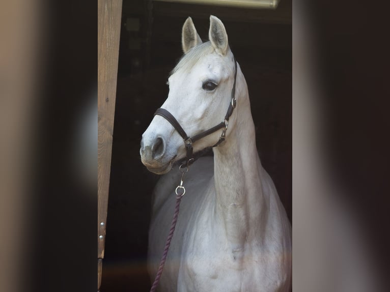 German Sport Horse Mare 11 years 16,1 hh Grey in Nordhausen