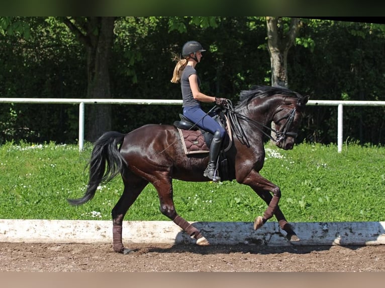 German Sport Horse Mare 11 years 16,2 hh Black in Nußloch