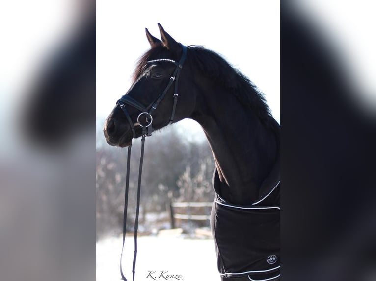 German Sport Horse Mare 11 years 16,2 hh Black in Nußloch