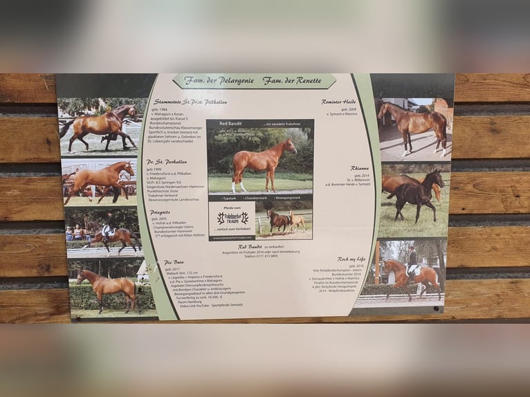 German Sport Horse Mare 11 years 16,2 hh Chestnut-Red in Burg (Spreewald)
