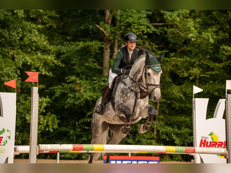German Sport Horse Mare 11 years 16,2 hh Grey-Dapple in Bisingen