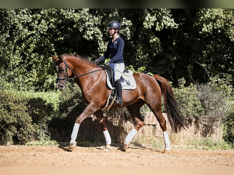 German Sport Horse Mare 11 years 16,3 hh Chestnut in Riedstadt