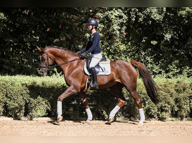 German Sport Horse Mare 11 years 16,3 hh Chestnut in Riedstadt