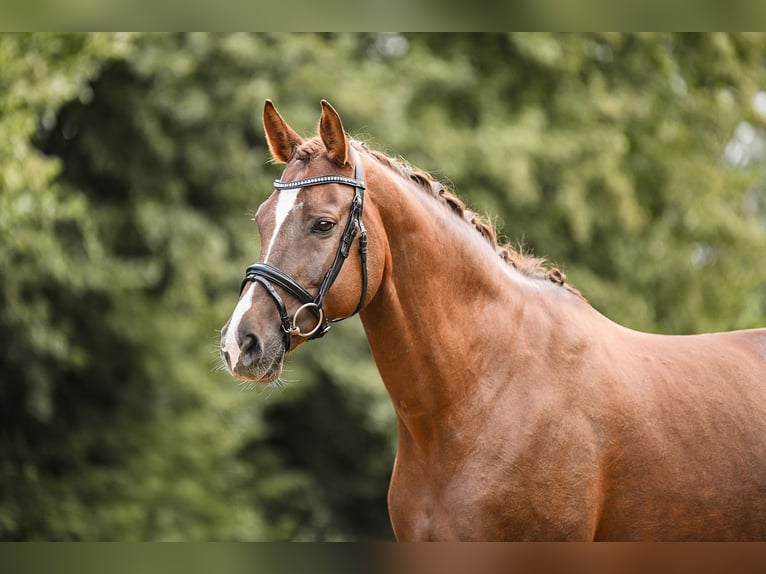 German Sport Horse Mare 11 years 16,3 hh Chestnut in Riedstadt