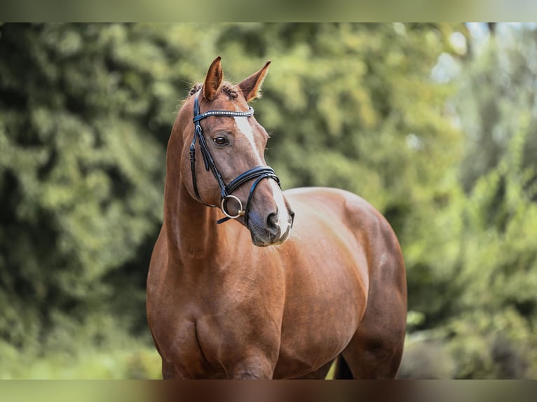German Sport Horse Mare 11 years 16,3 hh Chestnut in Riedstadt