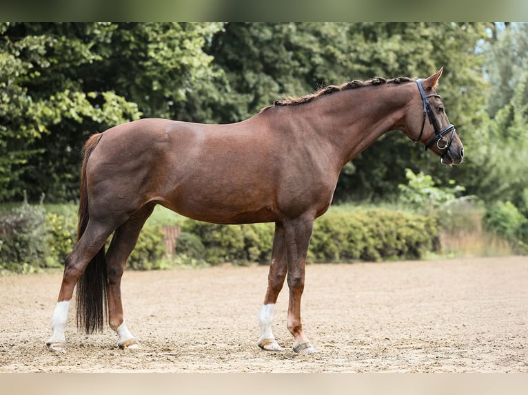 German Sport Horse Mare 11 years 16,3 hh Chestnut in Riedstadt