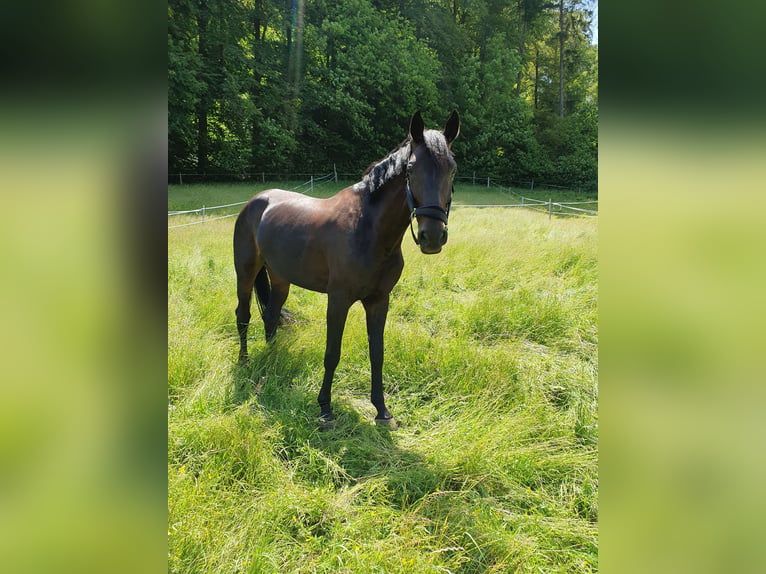 German Sport Horse Mare 11 years 17.1 hh Smoky-Black in Holderbank SO