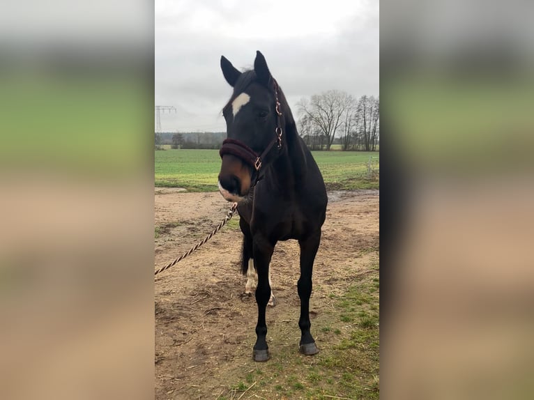 German Sport Horse Mare 11 years 17 hh Bay-Dark in Rochau