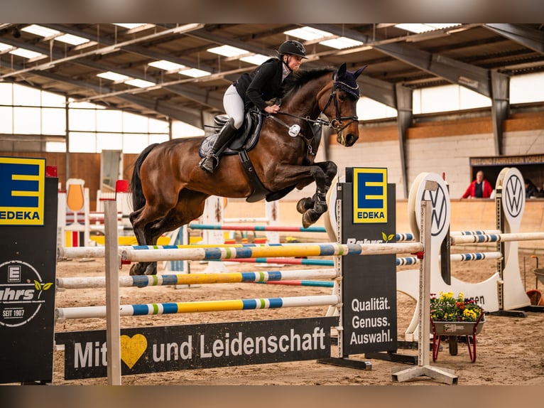 German Sport Horse Mare 11 years 17 hh Bay-Dark in Pietzpuhl