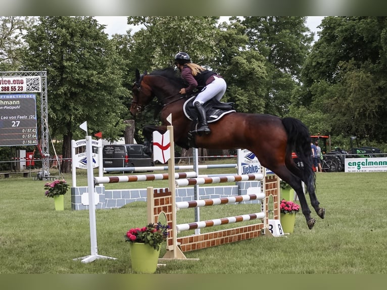 German Sport Horse Mare 11 years 17 hh Bay-Dark in Pietzpuhl