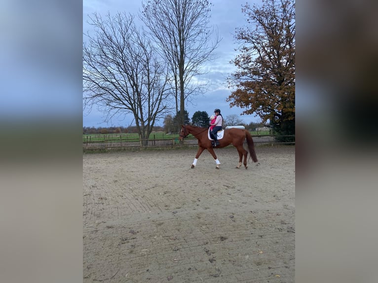 German Sport Horse Mare 11 years 17 hh Chestnut-Red in Korschenbroich