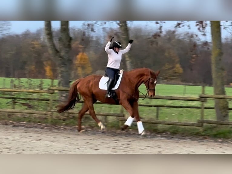 German Sport Horse Mare 11 years 17 hh Chestnut-Red in Korschenbroich