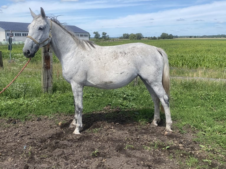 German Sport Horse Mare 11 years 17 hh Gray in Rhinow