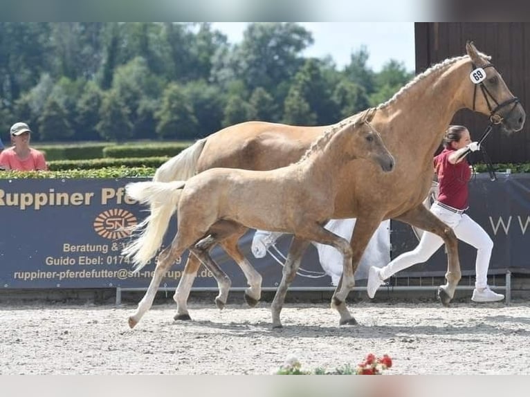German Sport Horse Mare 11 years 17 hh Palomino in LindenbergPritzwalk