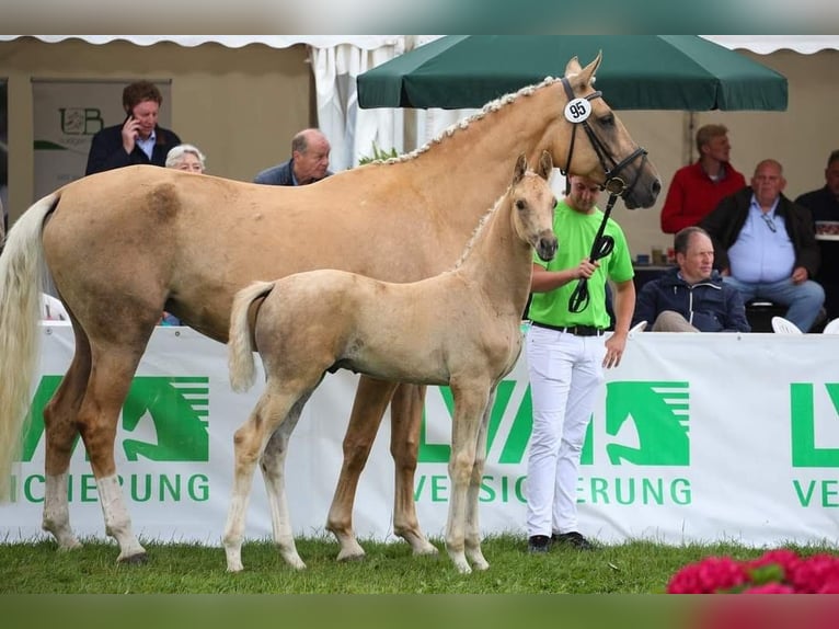German Sport Horse Mare 11 years 17 hh Palomino in LindenbergPritzwalk