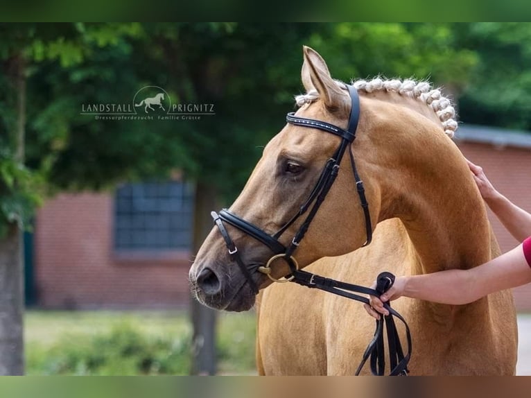 German Sport Horse Mare 11 years 17 hh Palomino in LindenbergPritzwalk