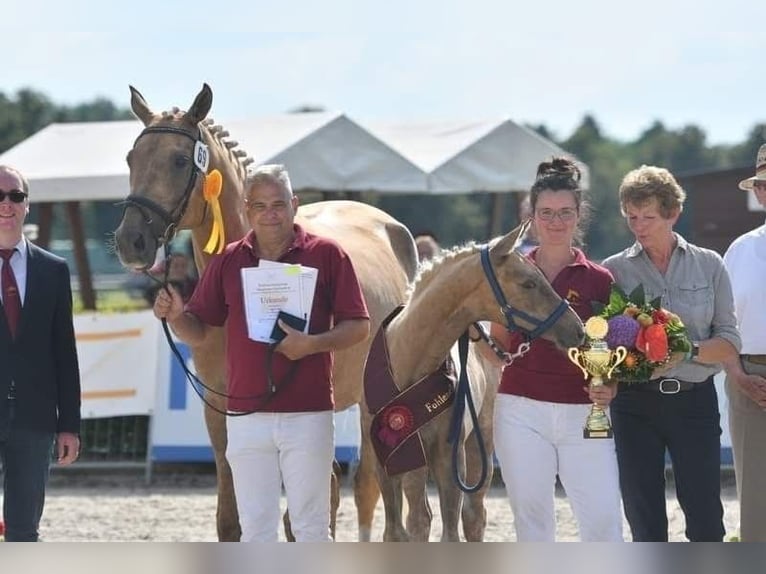 German Sport Horse Mare 11 years 17 hh Palomino in LindenbergPritzwalk