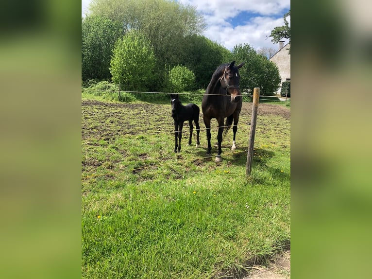 German Sport Horse Mare 11 years 17,1 hh Bay-Dark in Rohr in Niederbayern