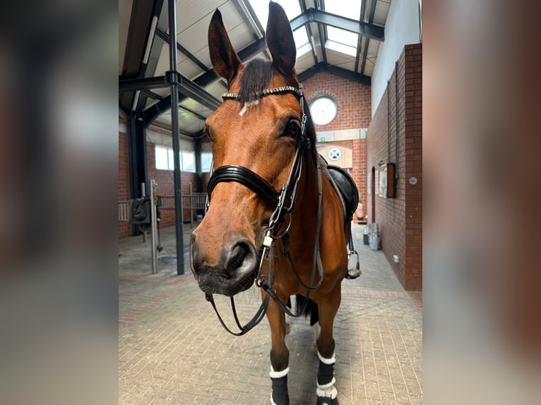 German Sport Horse Mare 11 years 18 hh Brown in Telgte