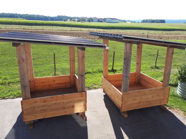 German Sport Horse Mare 11 years Black in Postmünster