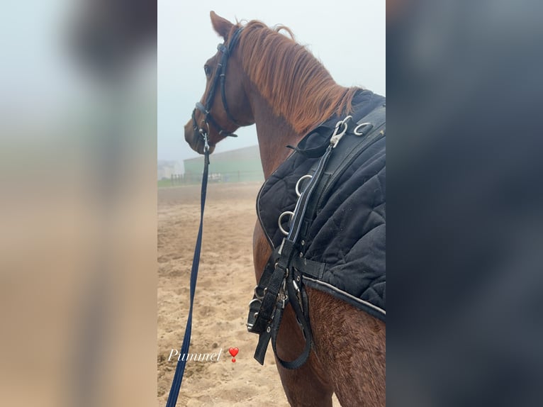 German Sport Horse Mare 12 years 15,1 hh Chestnut in Gotha