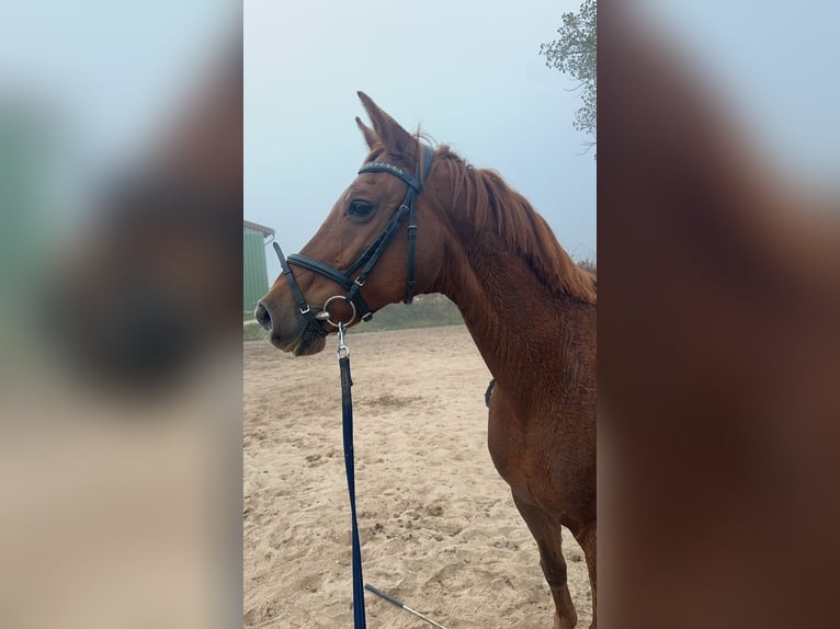 German Sport Horse Mare 12 years 15,1 hh Chestnut in Gotha