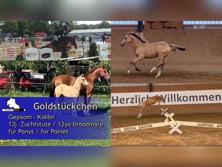 German Sport Horse Mare 12 years 15.1 hh Chestnut-Red in Seetz