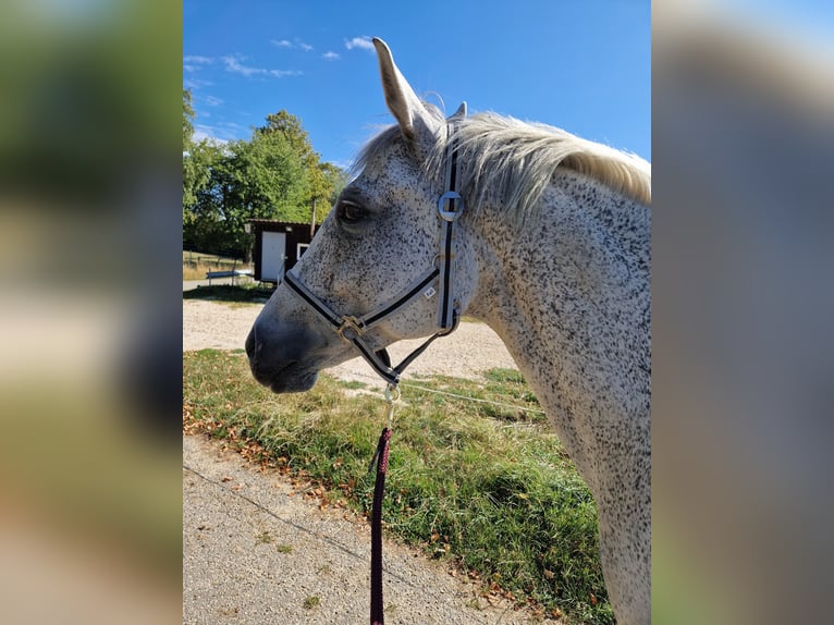 German Sport Horse Mare 12 years 15.1 hh Grey-Fleabitten in Schelklingen