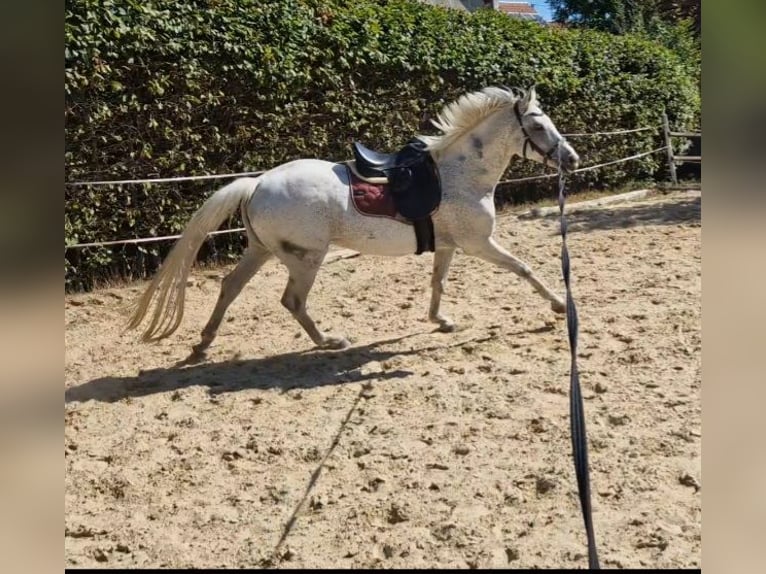 German Sport Horse Mare 12 years 15.1 hh Grey-Fleabitten in Schelklingen