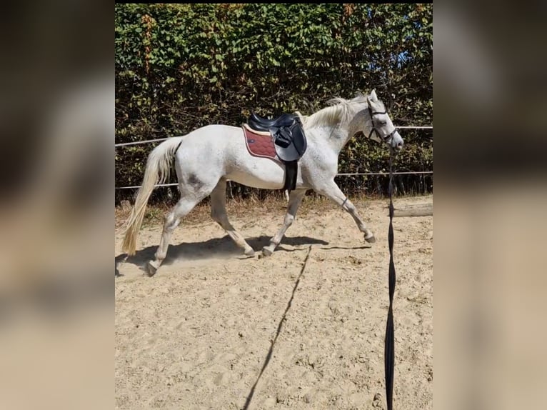 German Sport Horse Mare 12 years 15.1 hh Grey-Fleabitten in Schelklingen