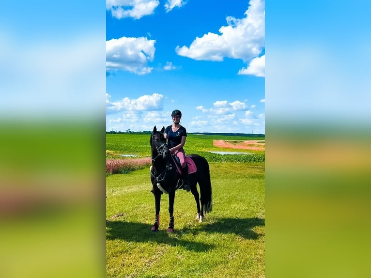 German Sport Horse Mare 12 years 15,2 hh Black in Schwerin