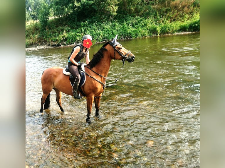 German Sport Horse Mare 12 years 15,2 hh Brown in Naumburg