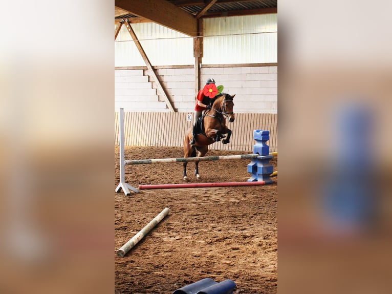 German Sport Horse Mare 12 years 15,2 hh Brown in Naumburg