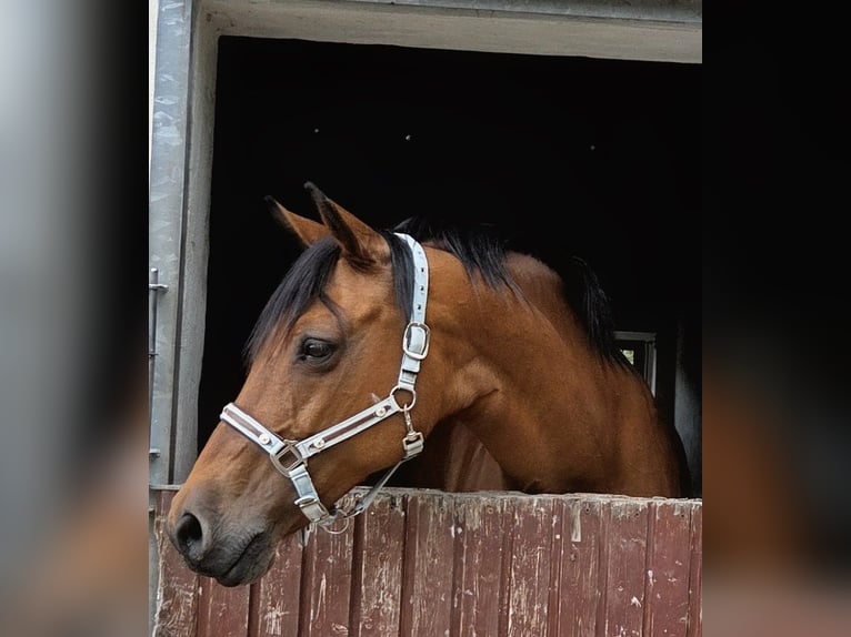 German Sport Horse Mare 12 years 15.2 hh Brown in Glashütte