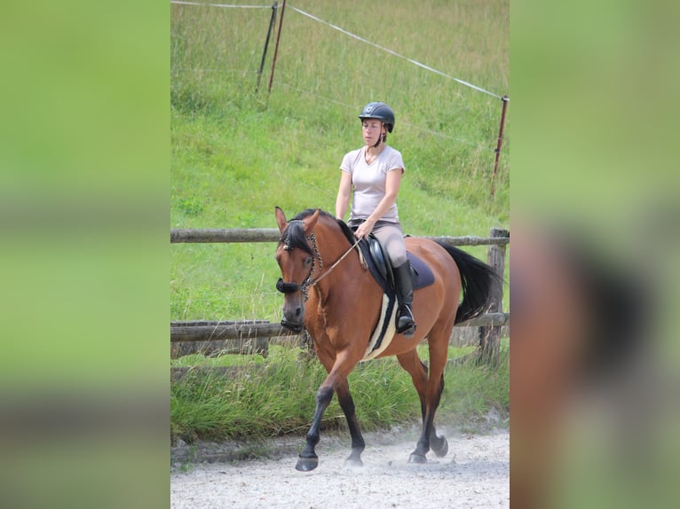 German Sport Horse Mare 12 years 15.2 hh Brown in Glashütte