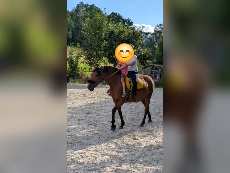 German Sport Horse Mare 12 years 15.2 hh Brown in Glashütte