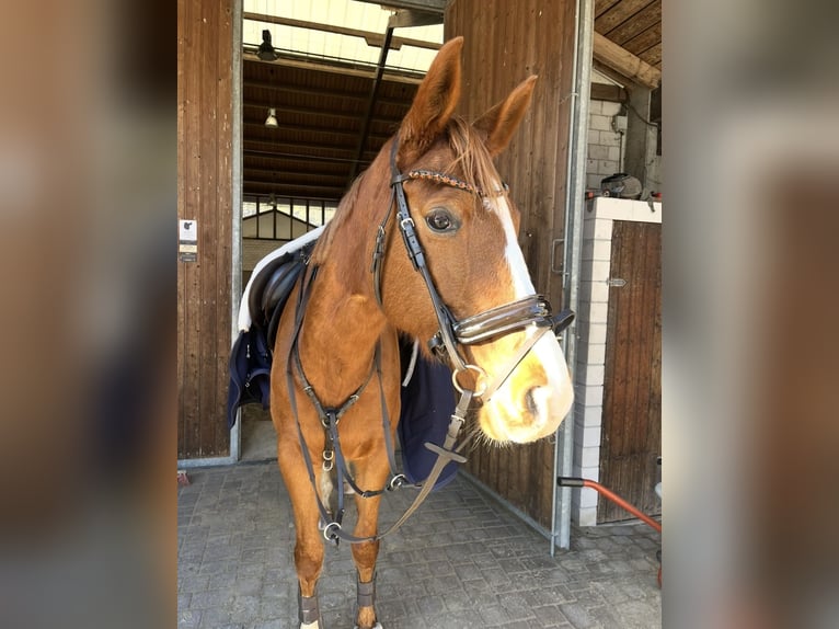 German Sport Horse Mare 12 years 15.2 hh Chestnut-Red in Köthen