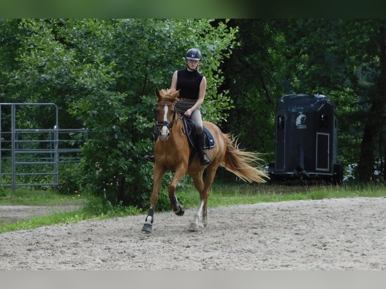 German Sport Horse Mare 12 years 15.2 hh Chestnut-Red in Köthen